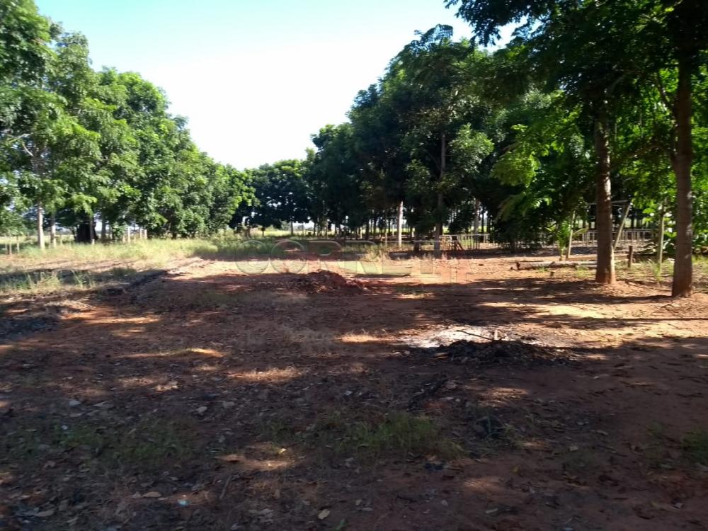 Comprar Rural / Chácara em Birigüi R$ 1.600.000,00 - Foto 52