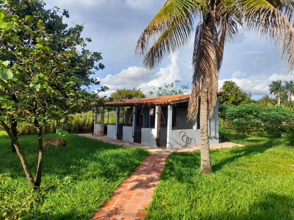 Comprar Rural / Chácara em Araçatuba R$ 870.000,00 - Foto 13