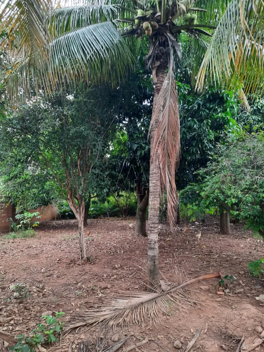 Comprar Rural / Chácara em ARAÇATUBA R$ 350.000,00 - Foto 9