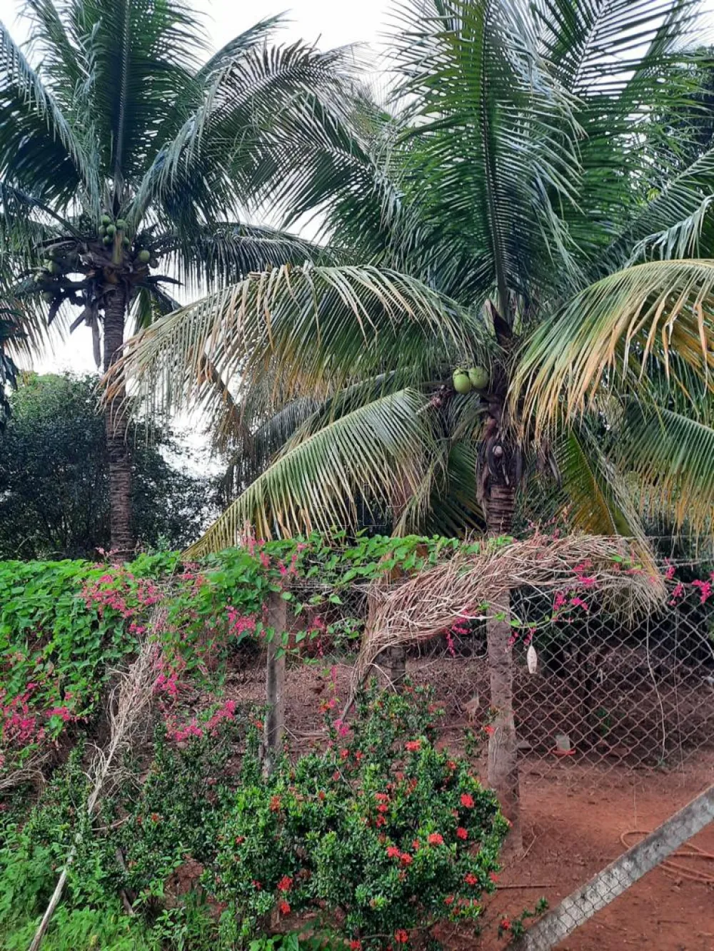 Comprar Rural / Chácara em ARAÇATUBA R$ 350.000,00 - Foto 11