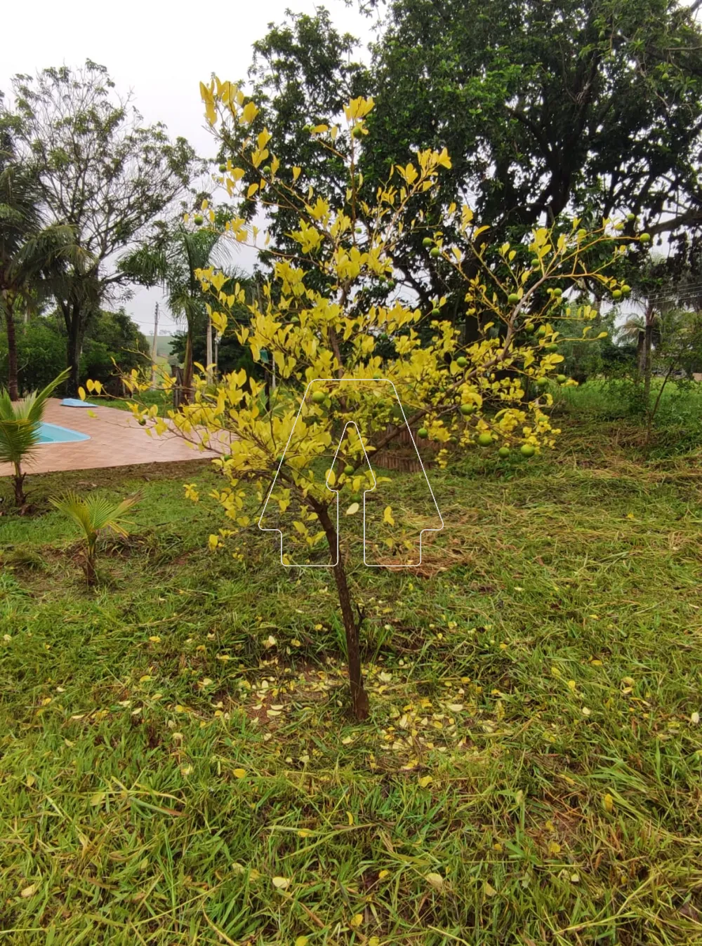 Comprar Rural / Sítio em Araçatuba R$ 490.000,00 - Foto 13